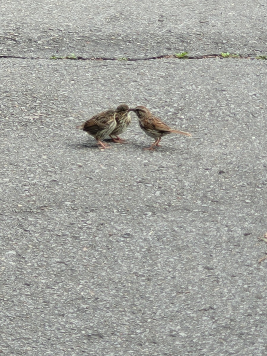 Song Sparrow - ML640441364