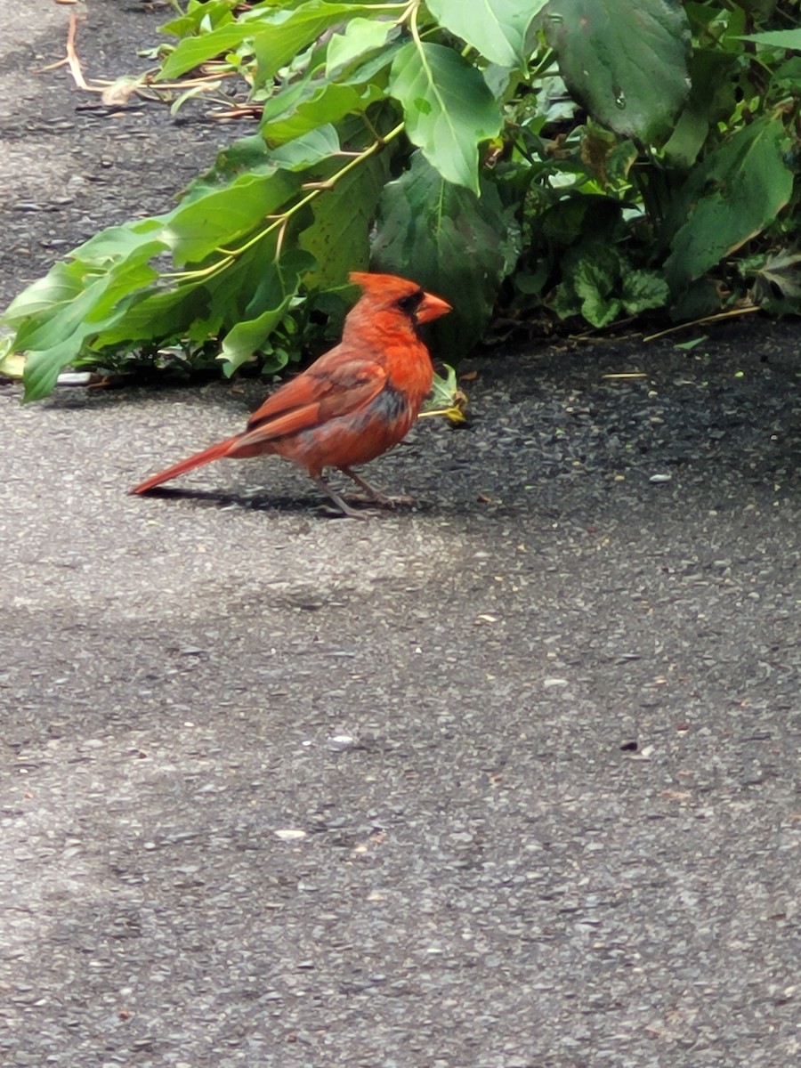 Northern Cardinal - ML640441372