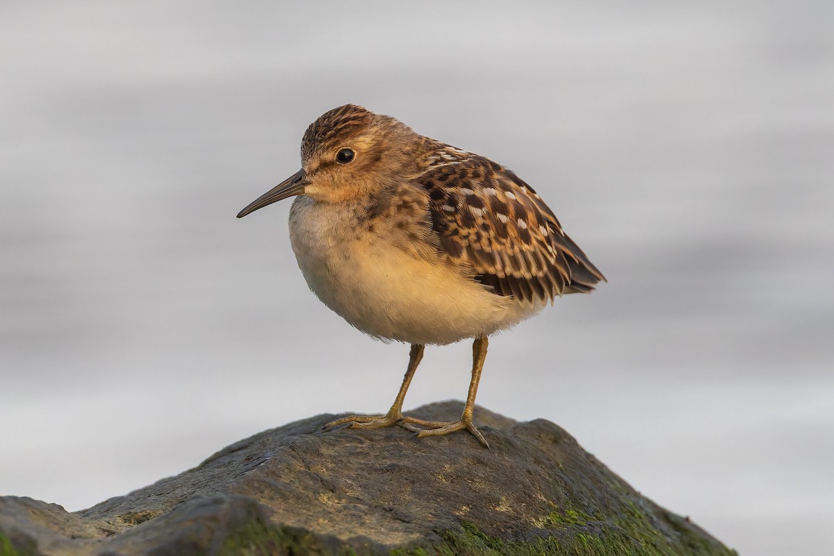 Least Sandpiper - ML640441390