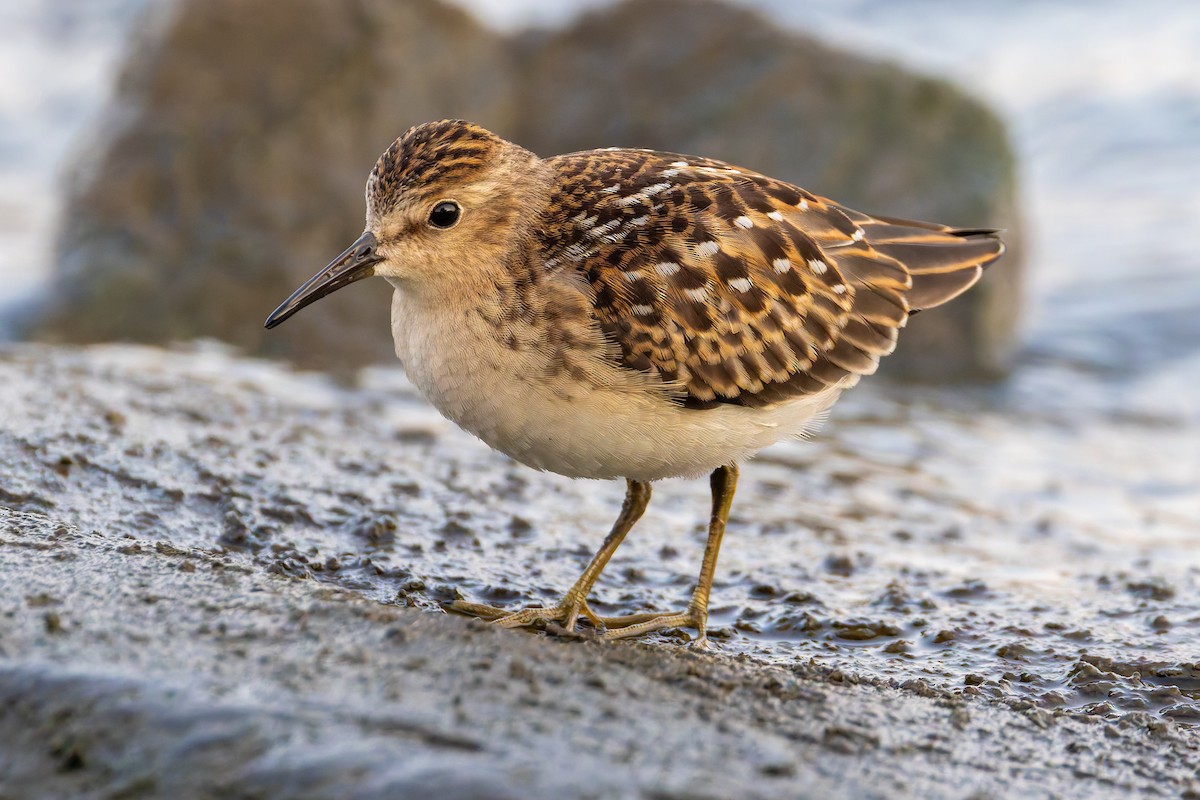 Least Sandpiper - ML640441391