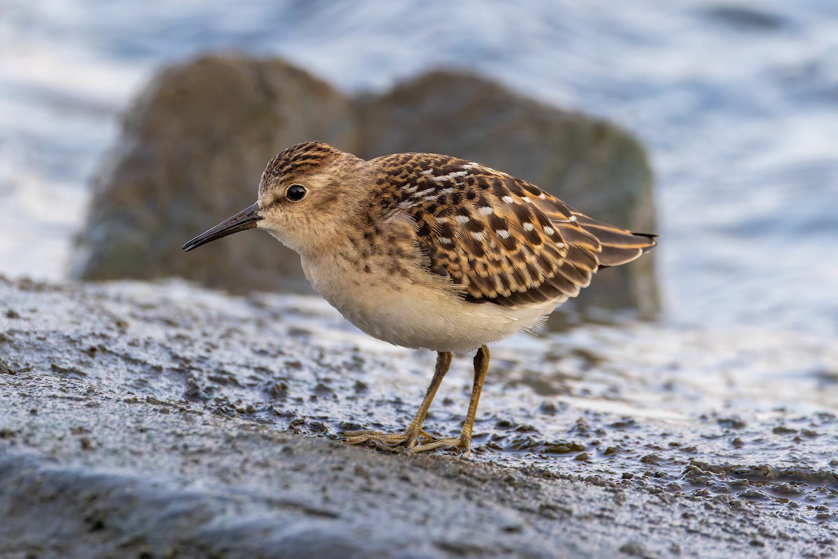 Least Sandpiper - ML640441392