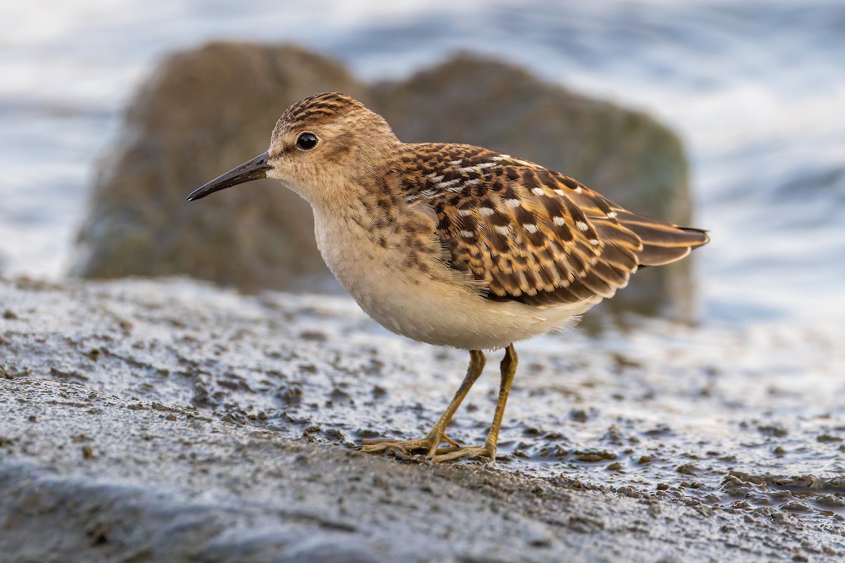 Least Sandpiper - ML640441393