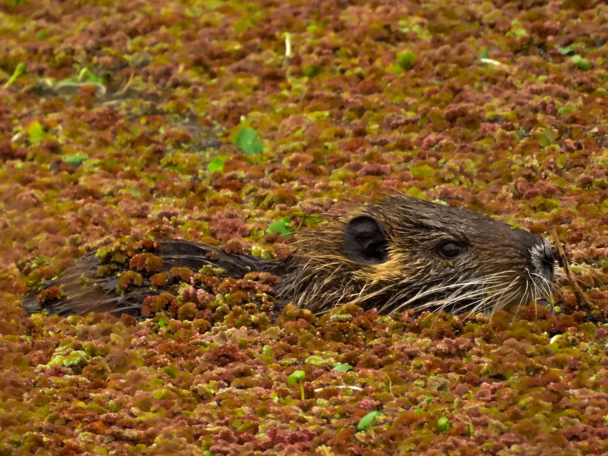 Animals - ML640441439