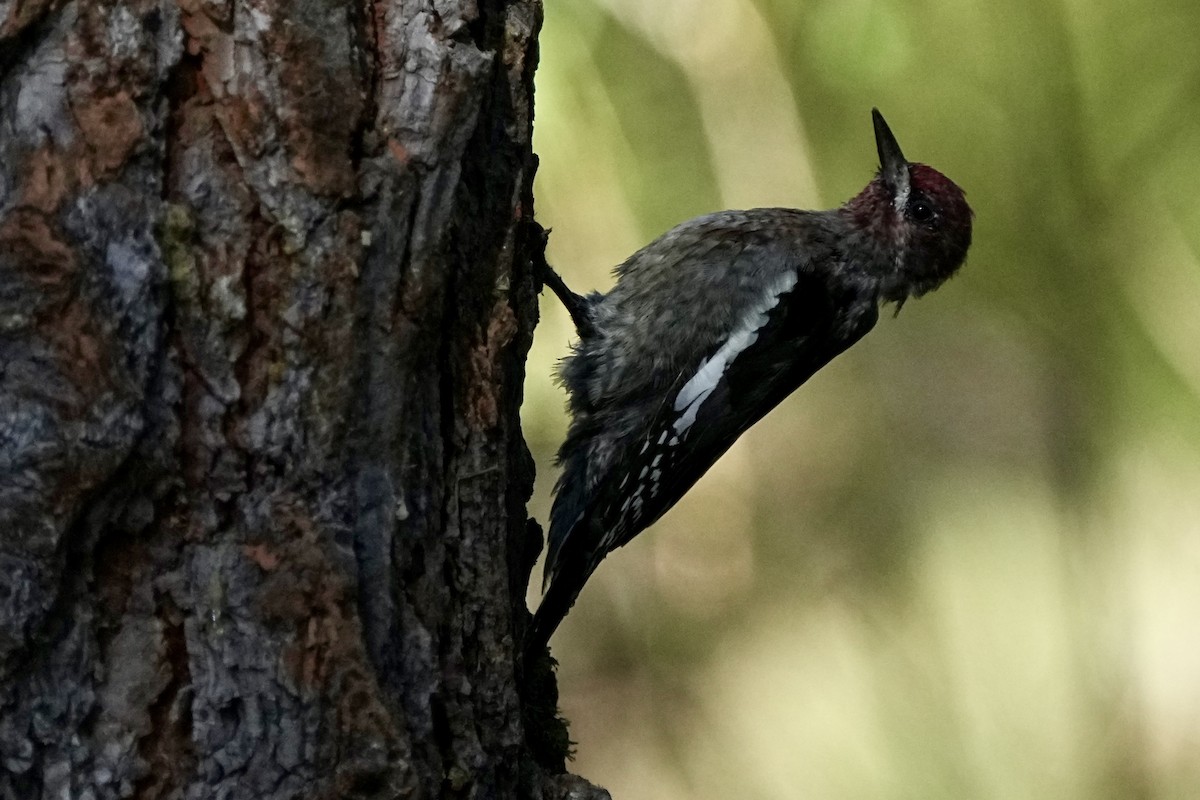 Red-breasted Sapsucker - ML640441467