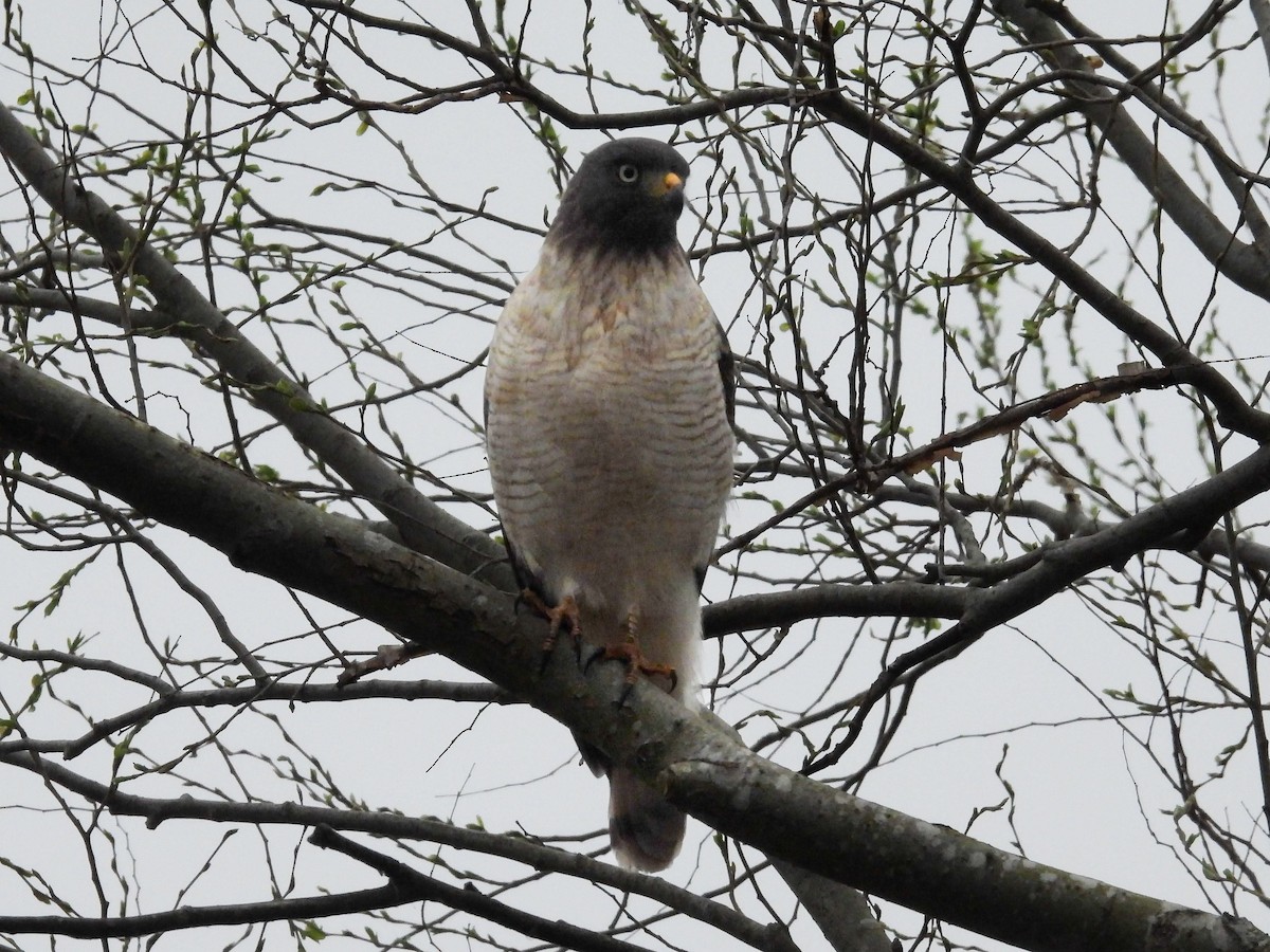 Roadside Hawk - ML640441485