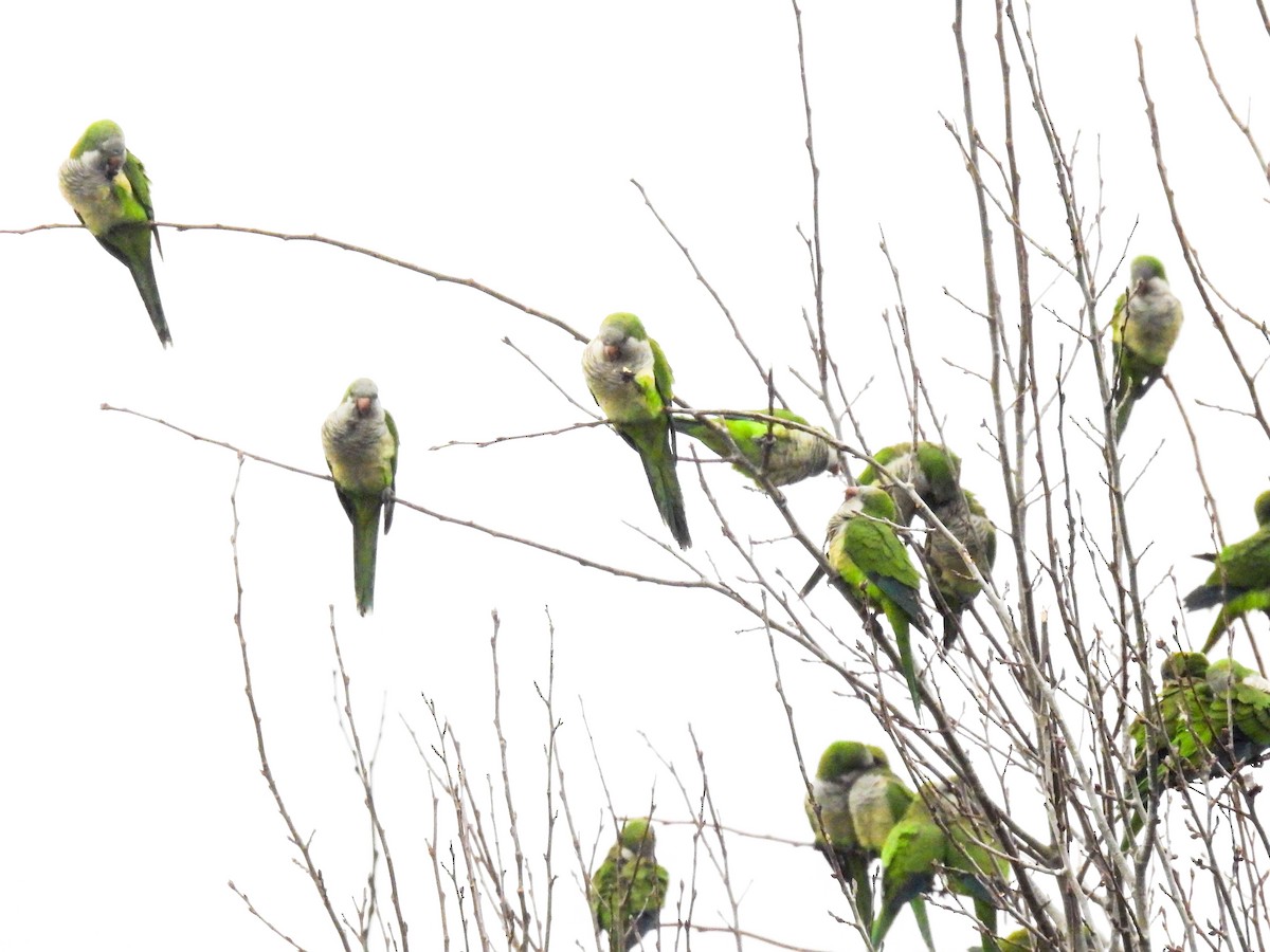 mníšek šedý - ML640441495