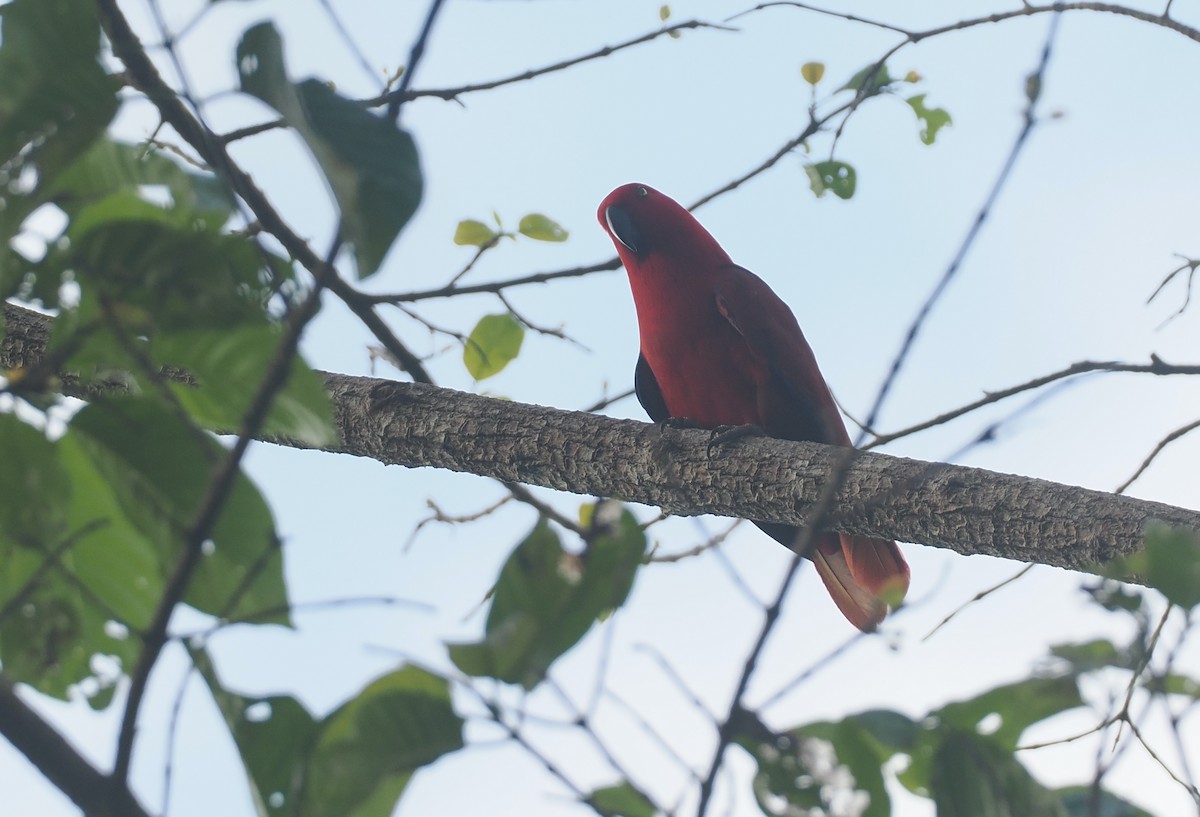 Sumba Eclectus - ML640441549