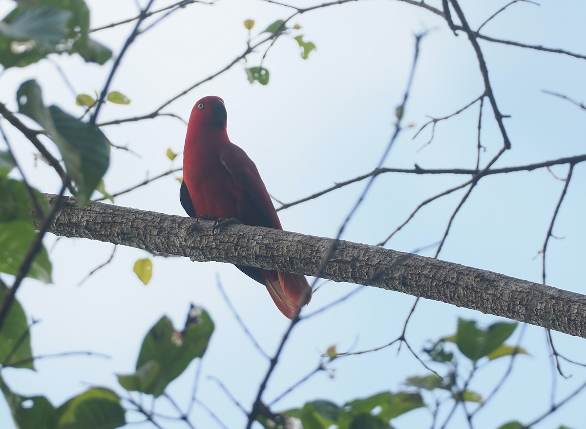 Sumba Eclectus - ML640441596