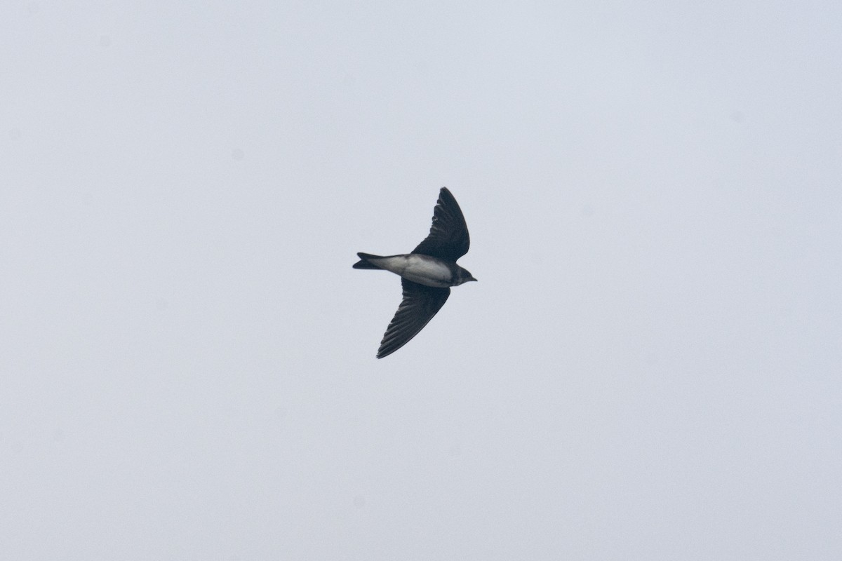 Brown-chested Martin - ML640441613