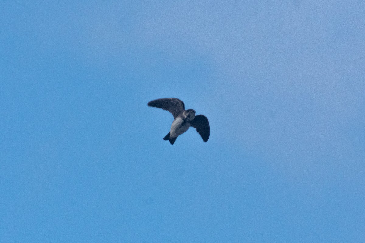 Brown-chested Martin - ML640441614