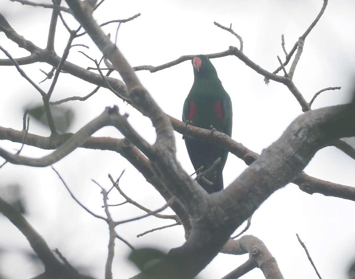 Sumba Eclectus - ML640441628