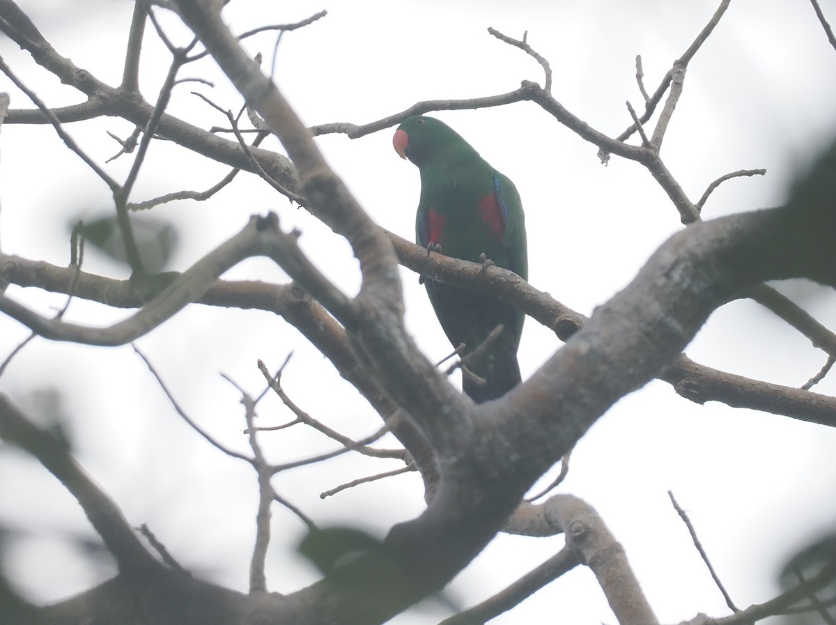 Sumba Eclectus - ML640441647