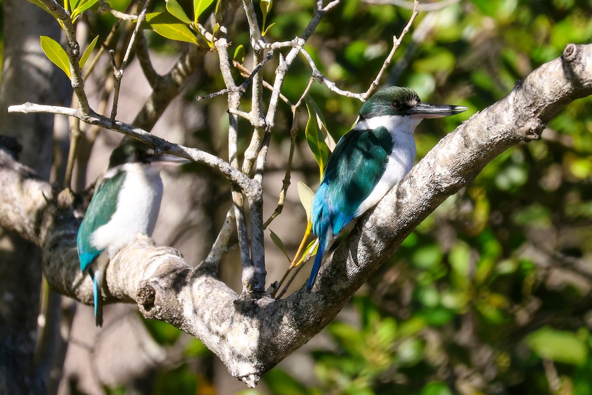 Torresian Kingfisher - ML640441745