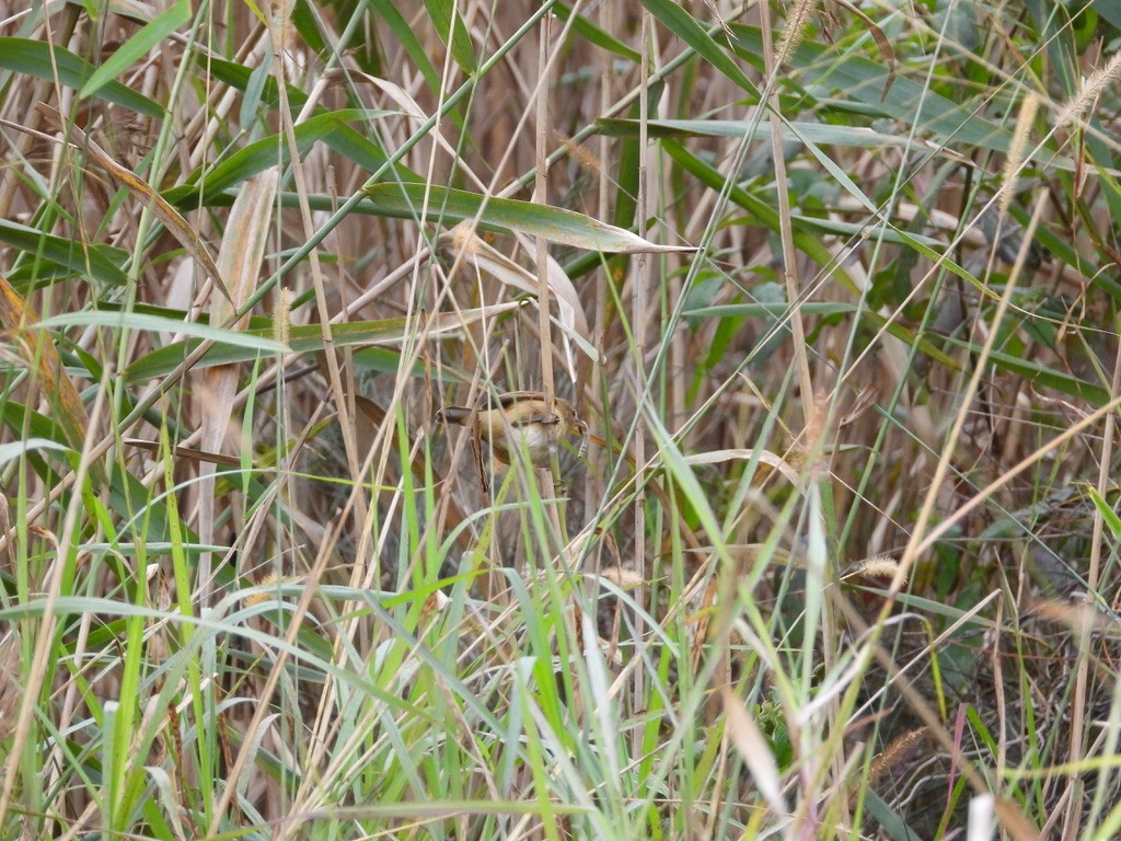 Australian Reed Warbler - ML640441814
