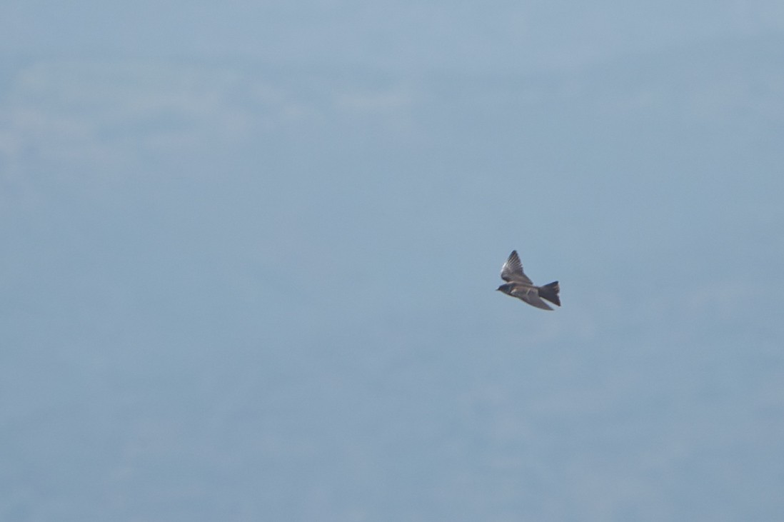 Brown-chested Martin - ML640441866