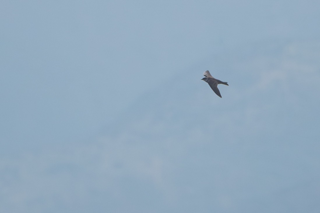 Brown-chested Martin - ML640441867