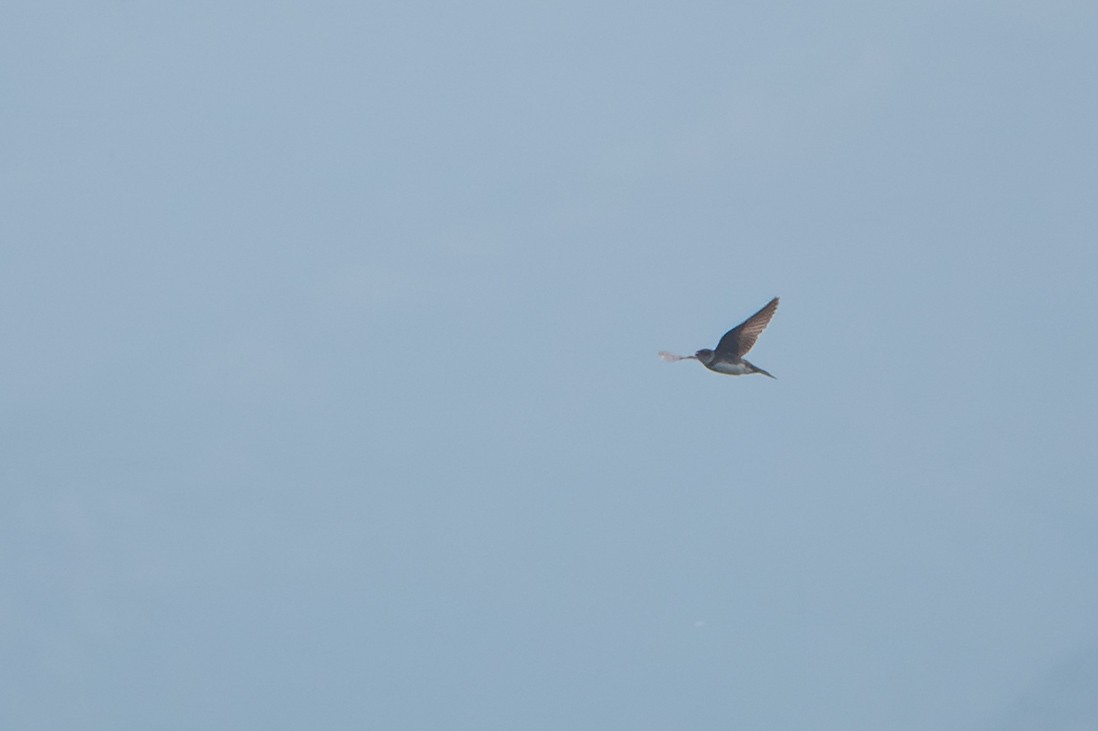 Brown-chested Martin - ML640441868