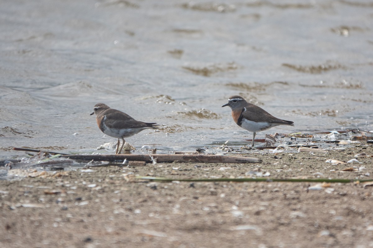 Rufous-chested Dotterel - ML640441869