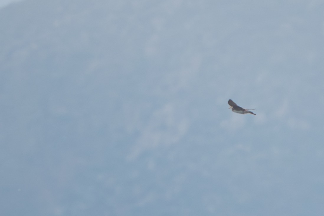 Brown-chested Martin - ML640441870
