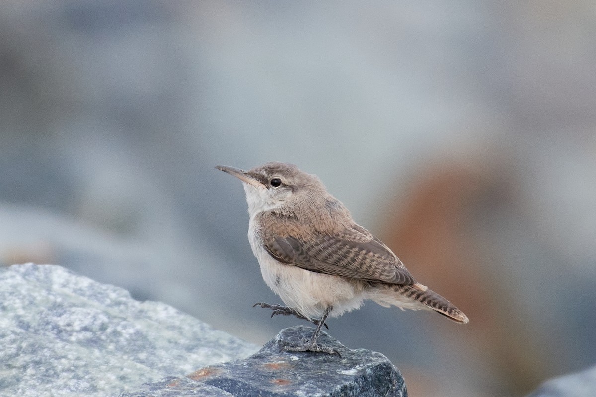 Rock Wren - ML640441896