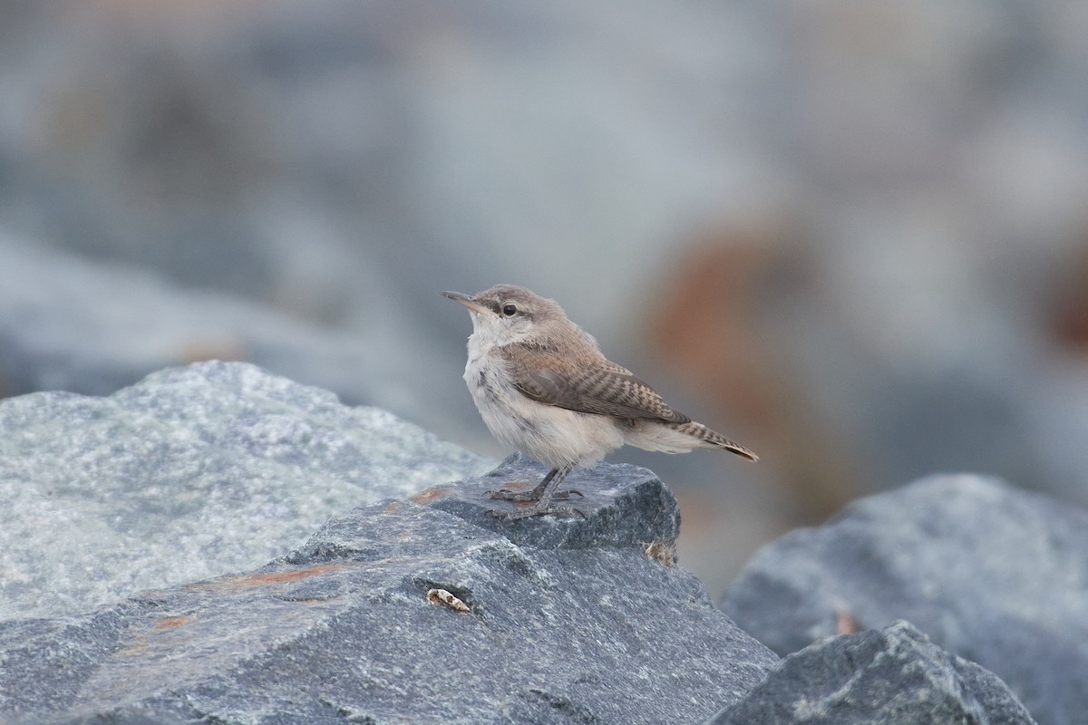 Rock Wren - ML640441897