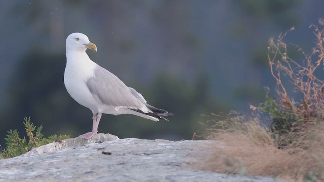 American Herring Gull - ML640441898