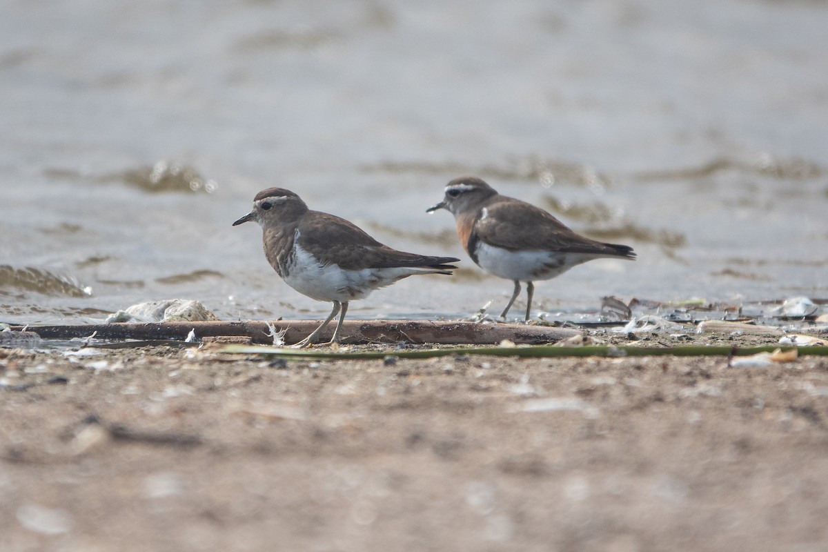 Rufous-chested Dotterel - ML640441924