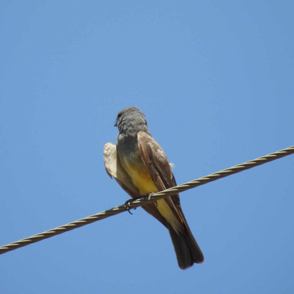 Cassin's Kingbird - ML640441928