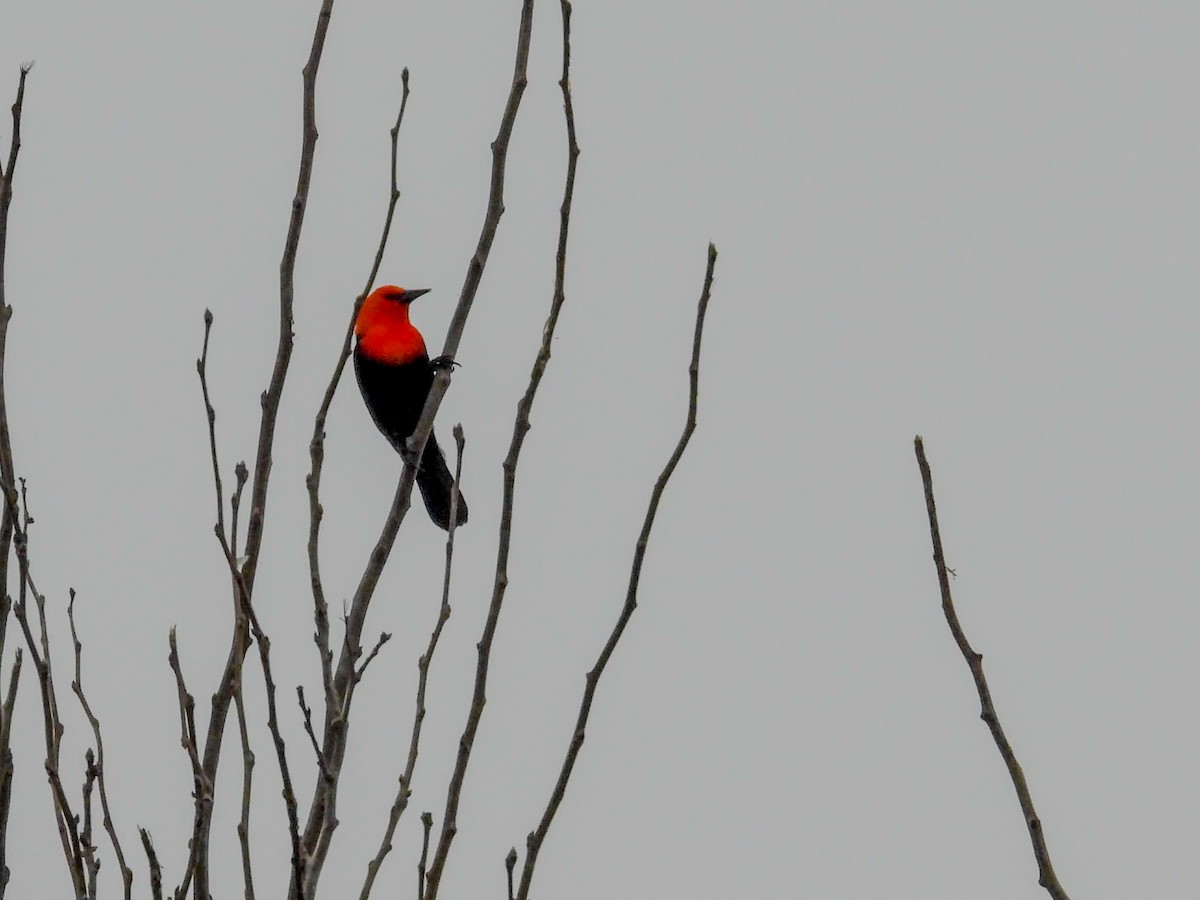 Scarlet-headed Blackbird - ML640441959