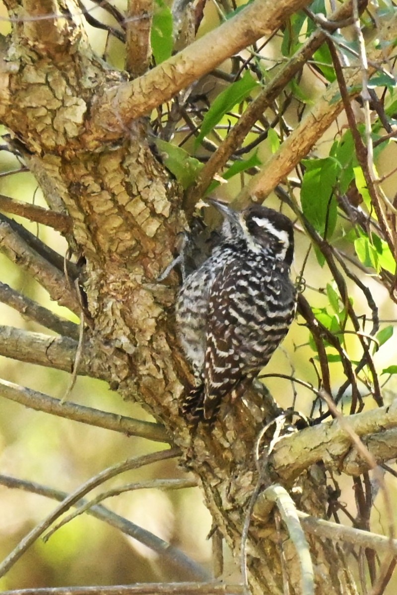 Checkered Woodpecker - ML640442017