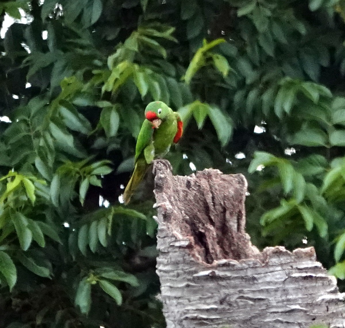 Crimson-fronted Parakeet - ML640442083