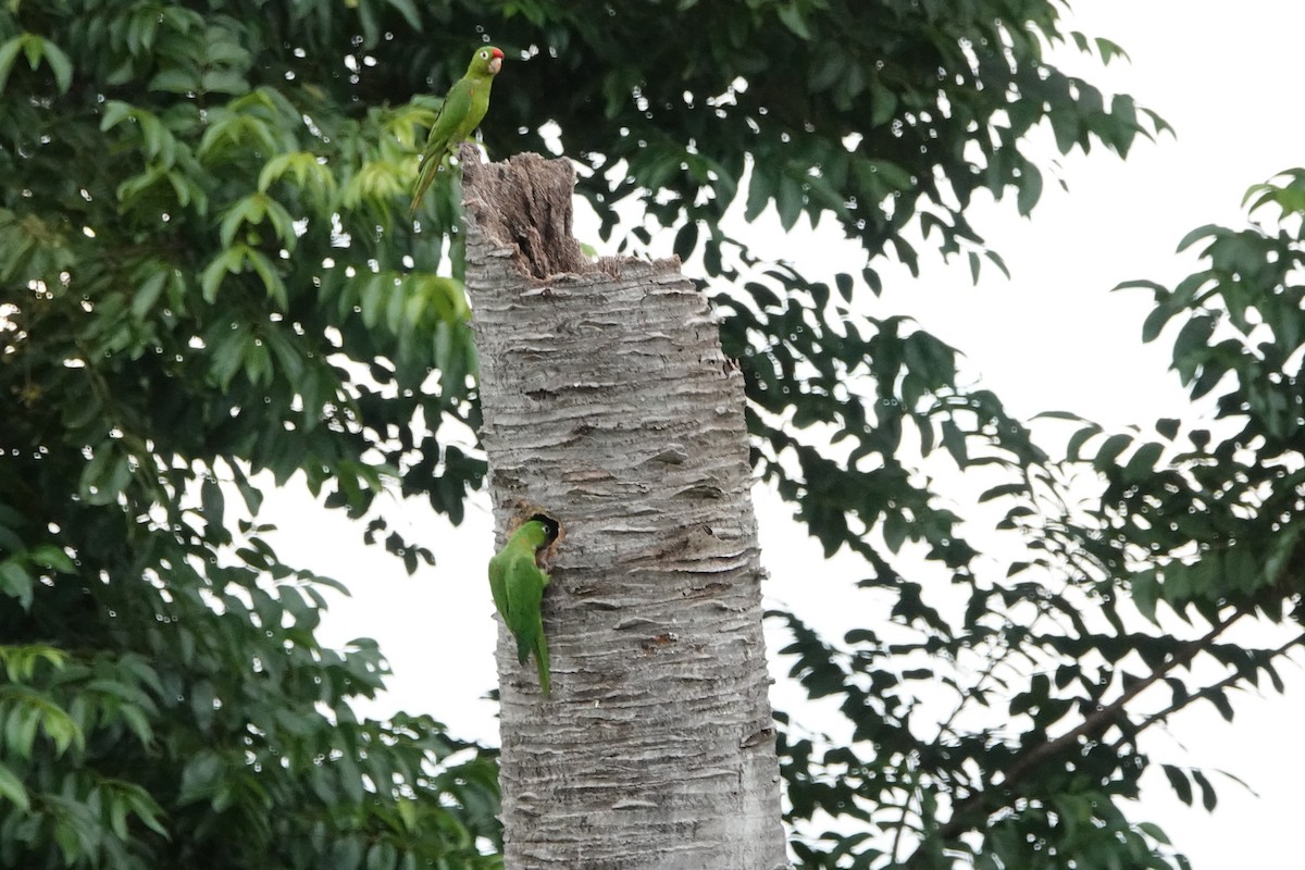 Crimson-fronted Parakeet - ML640442084
