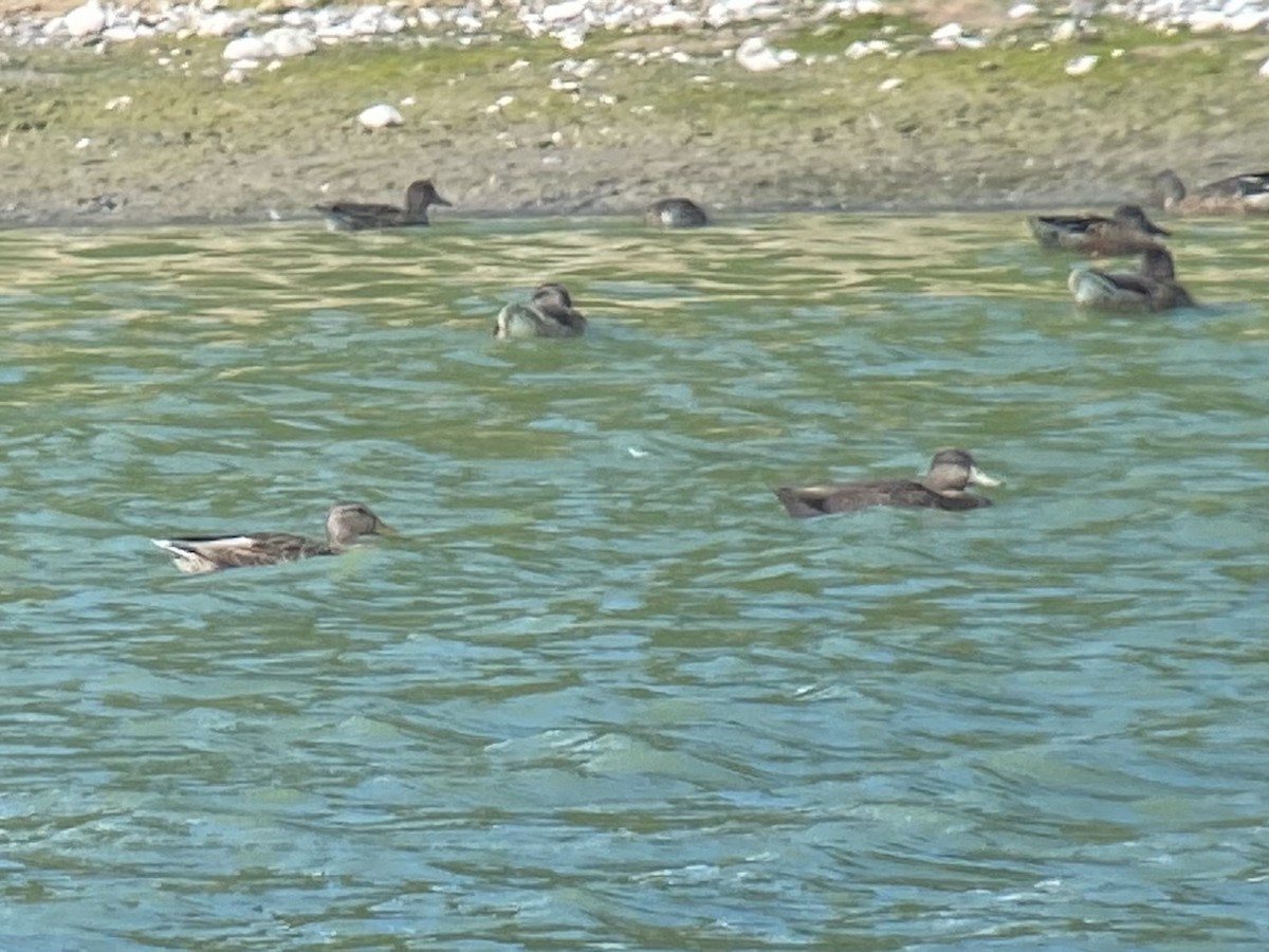American Black Duck - ML640442117