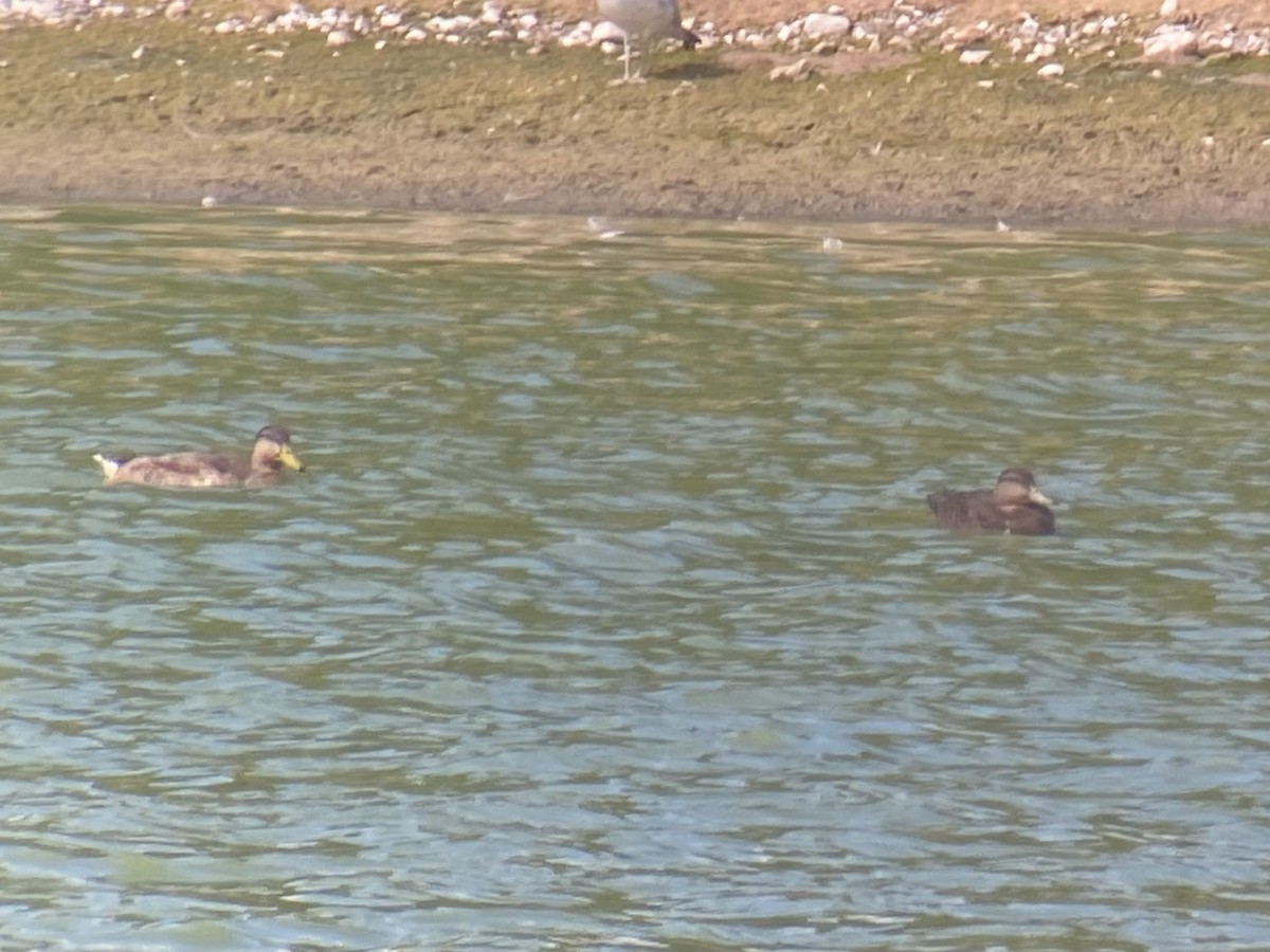 American Black Duck - ML640442118