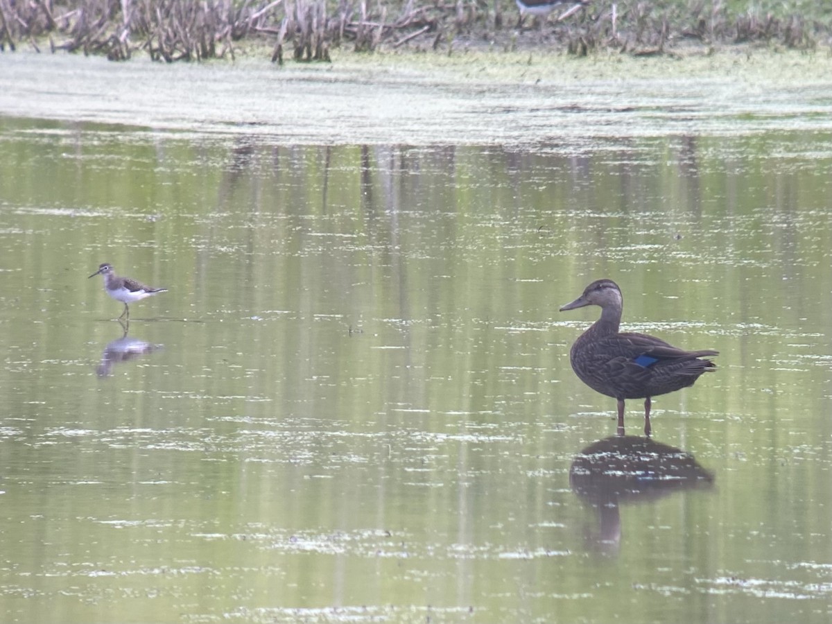 American Black Duck - ML640442119
