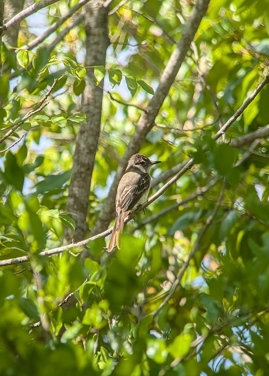 La Sagra's Flycatcher - ML640442126
