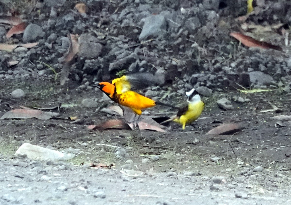 Spot-breasted Oriole - ML640442157