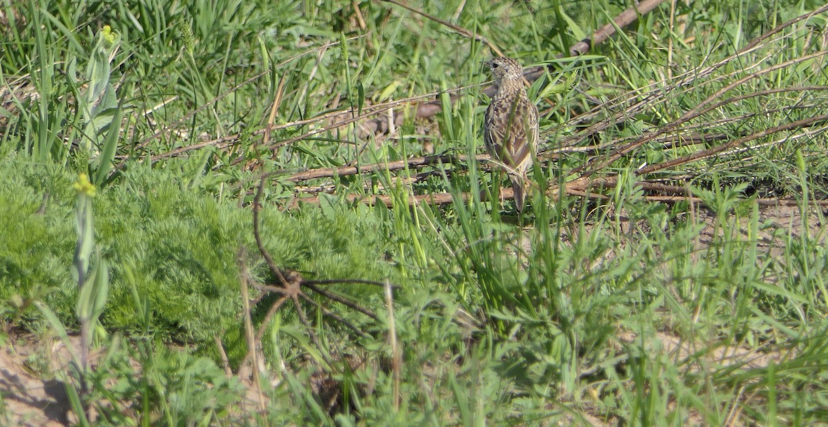 Sprague's Pipit - ML640442182