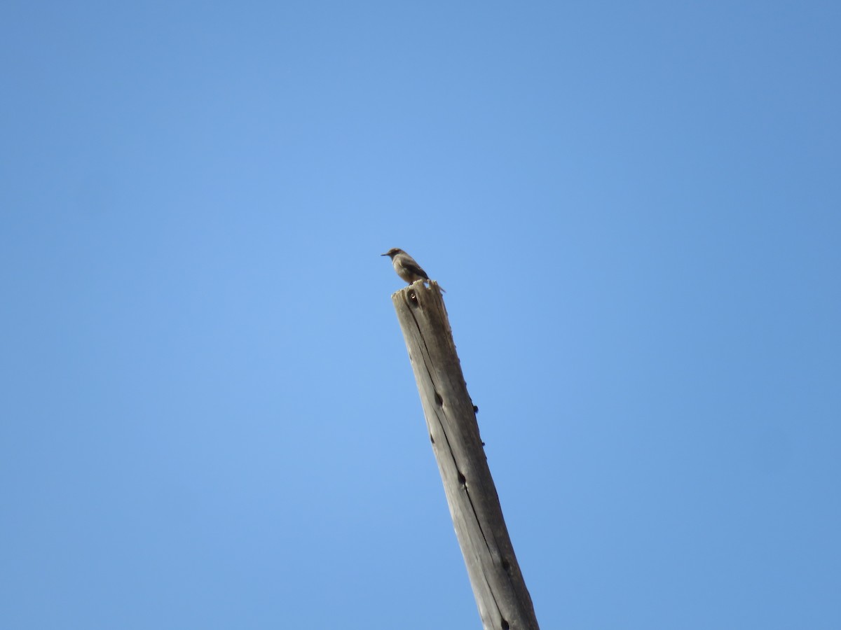 Black-billed Shrike-Tyrant - ML640442317