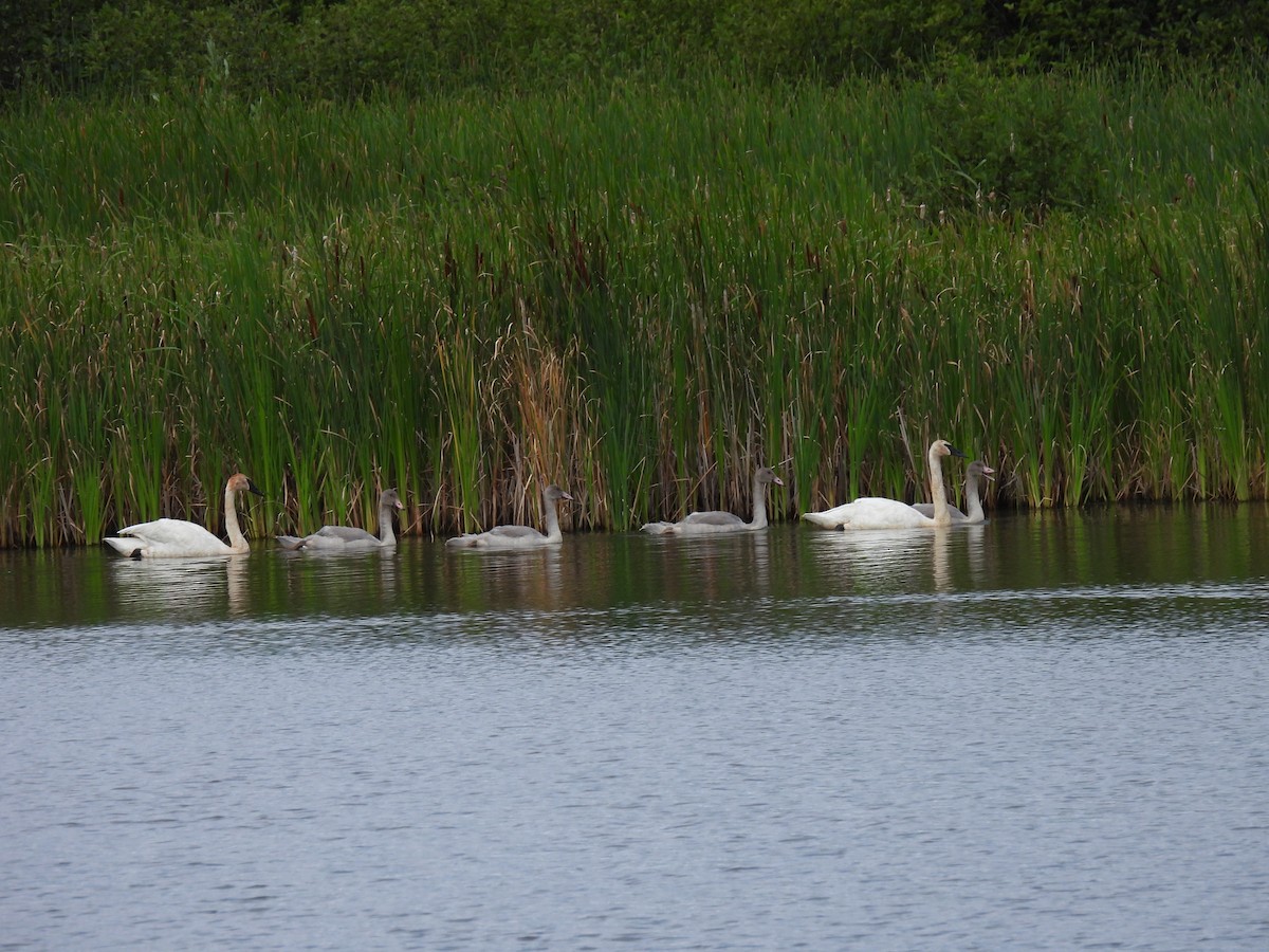 Trumpeter Swan - ML640442347