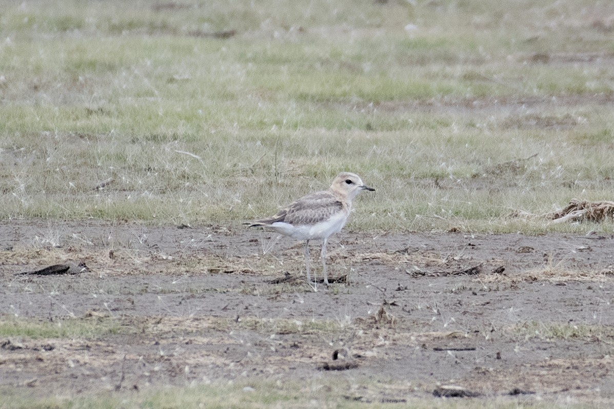 Mountain Plover - ML640442356