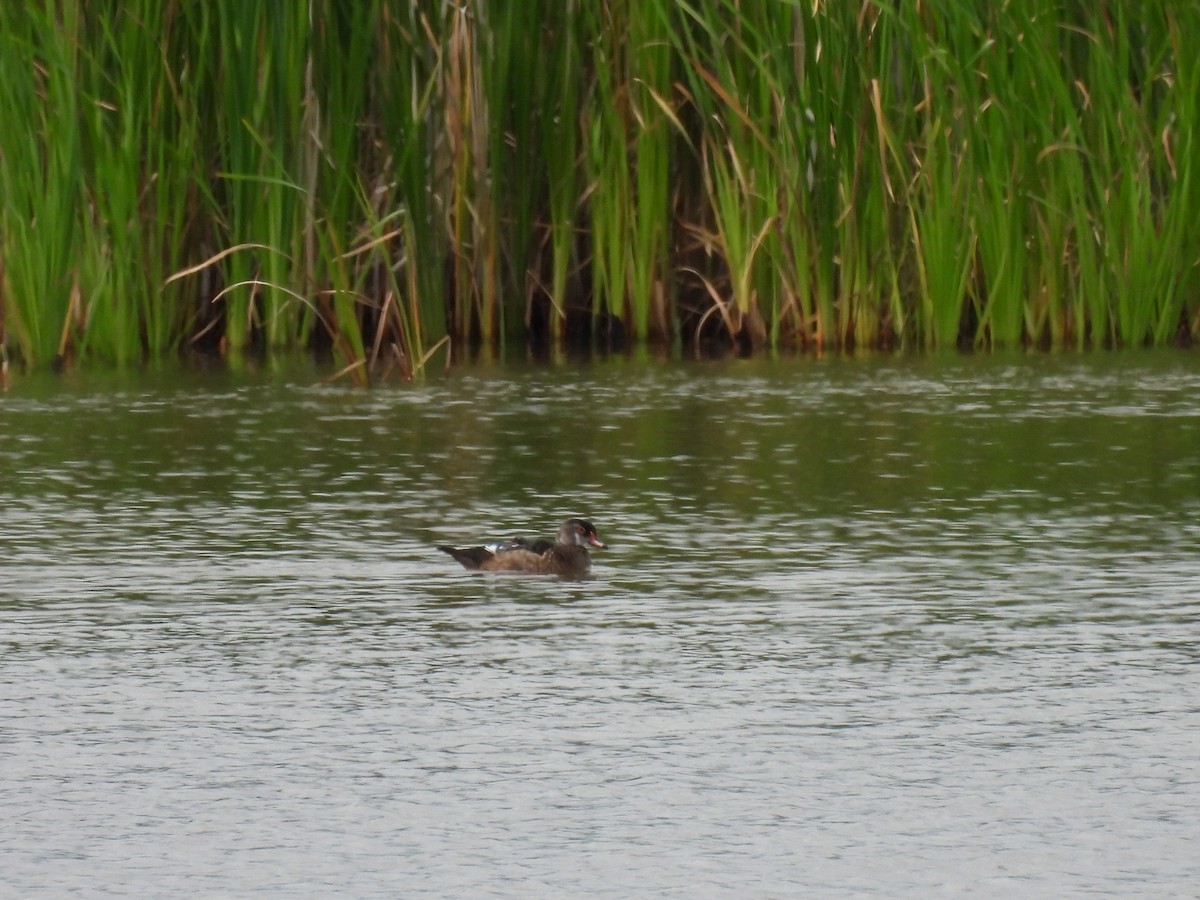 Wood Duck - ML640442370