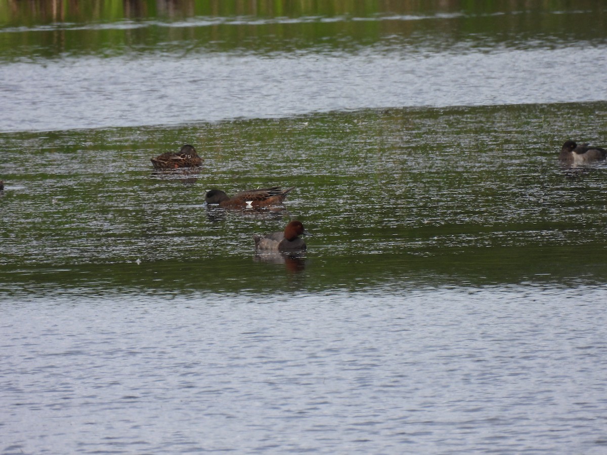 Redhead - ML640442416