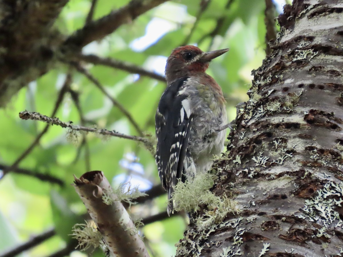 Red-breasted Sapsucker - ML640442430