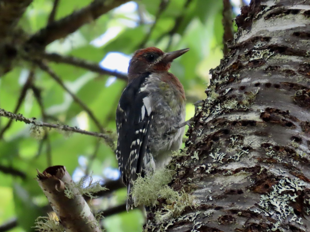 Red-breasted Sapsucker - ML640442431