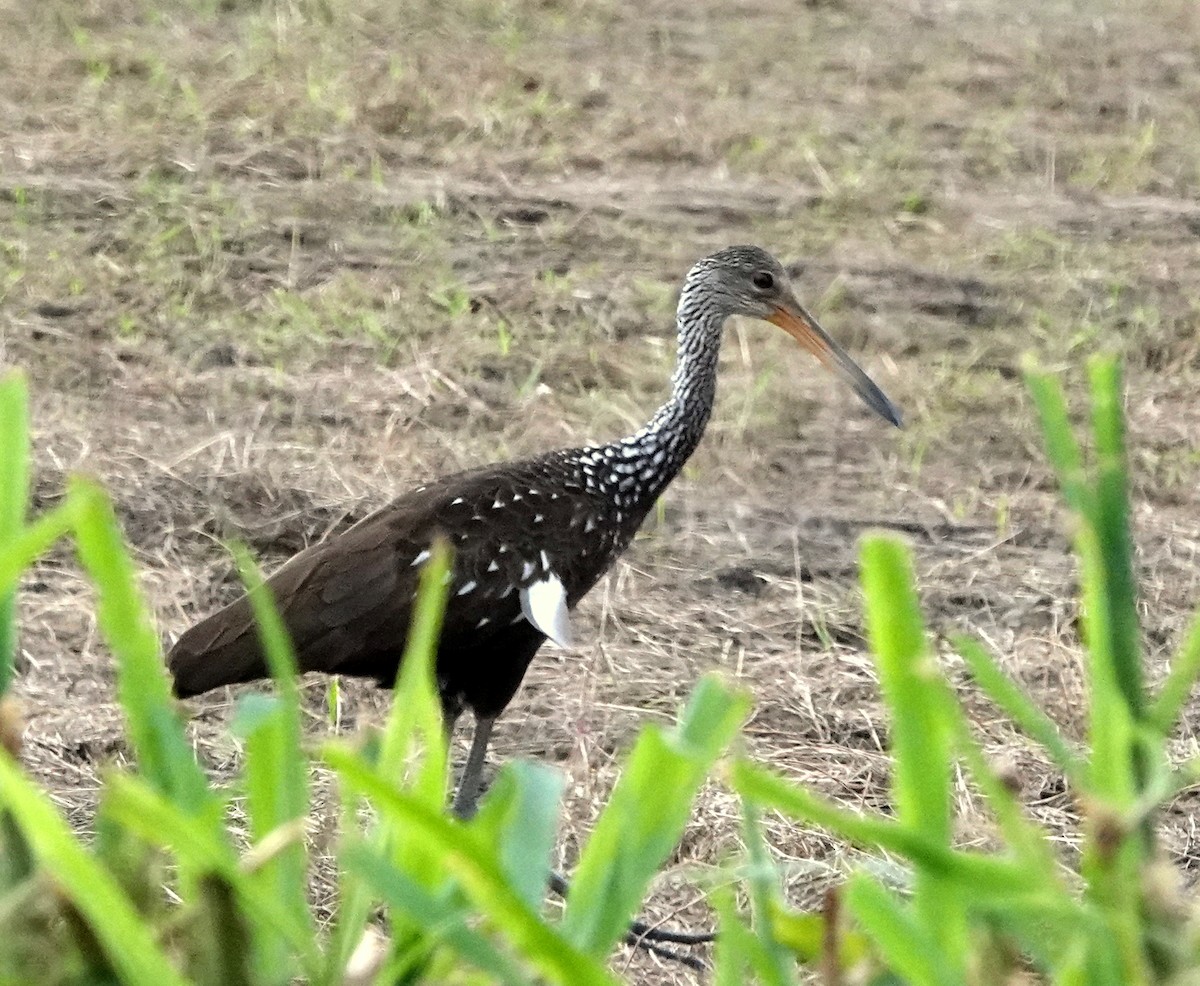 Limpkin - ML640442437