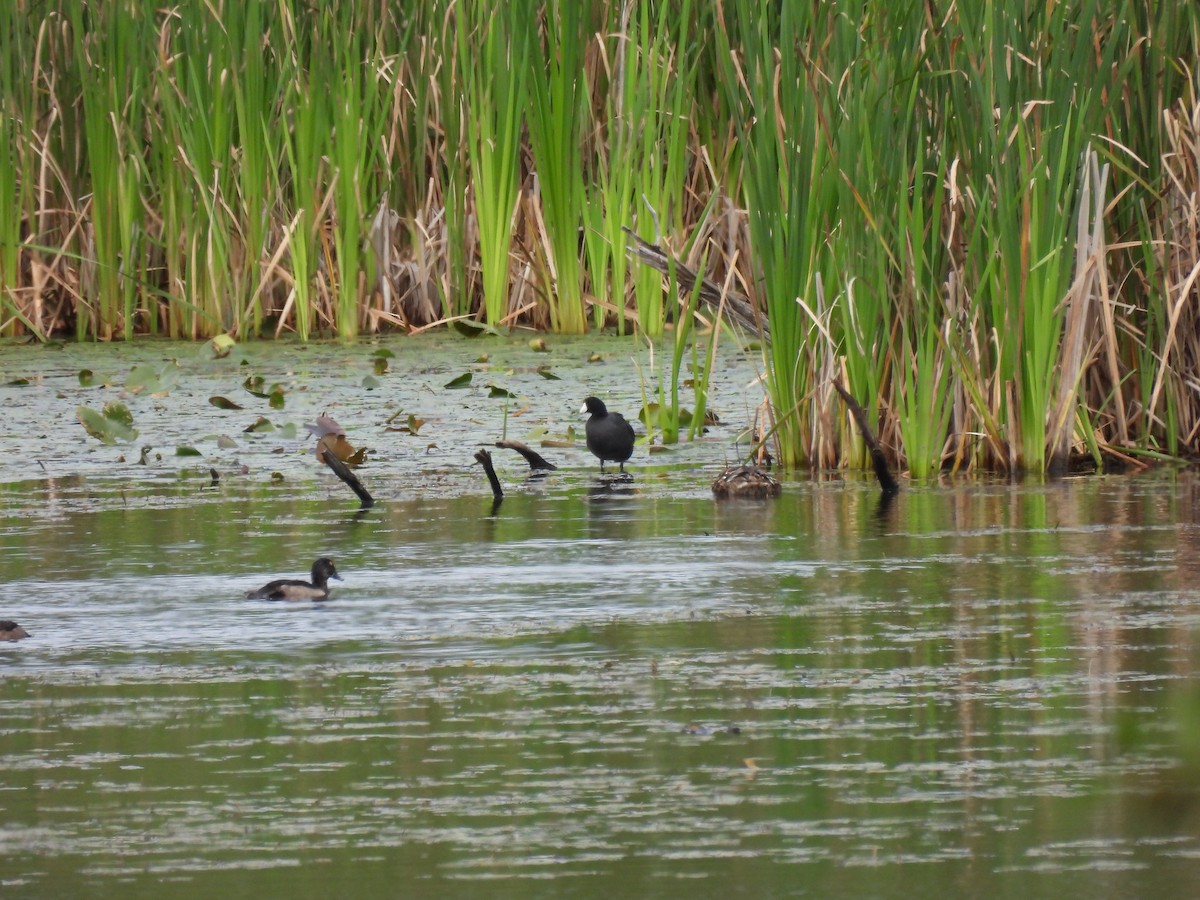 American Coot - ML640442439