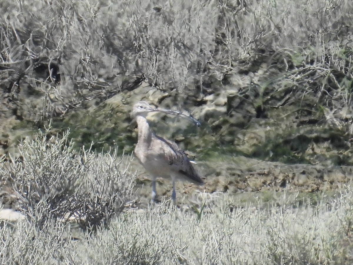 koliha americká - ML640442444