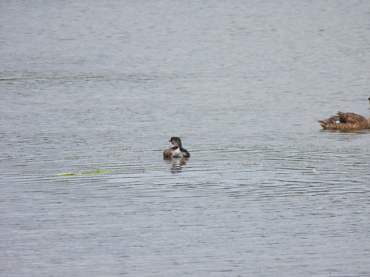 Pied-billed Grebe - ML640442461