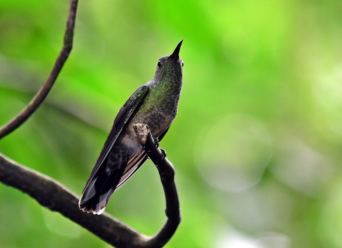 Scaly-breasted Hummingbird - ML640442475